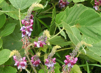 201115_kuzu2.jpg