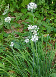 201115_nira1.jpg