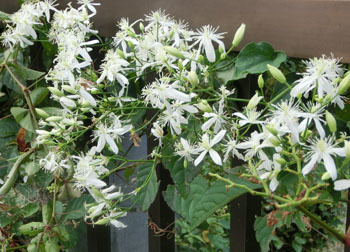 201115_sen_nin_s1.jpg