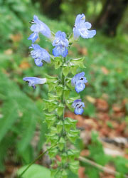 201116_a_tamura_s2.jpg