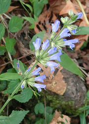 201116_a_tamura_s4.jpg