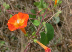 201116_m_ruko_s1.jpg