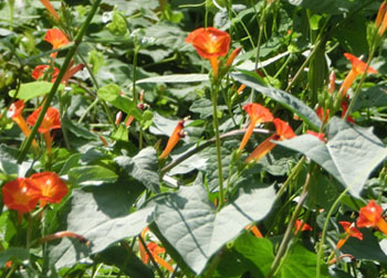 201116_m_ruko_s3.jpg