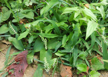 201116_yamanoimo1.jpg