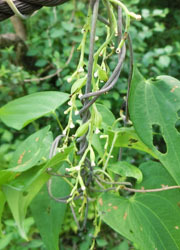 201116_yamanoimo3.jpg