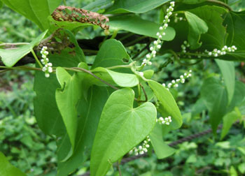 201116_yamanoimo4.jpg