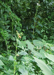 201117_benibana_b1.jpg