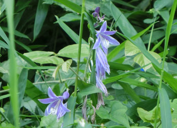 201117_k_gibosi.jpg