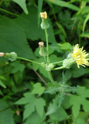 201117_nogesi.jpg