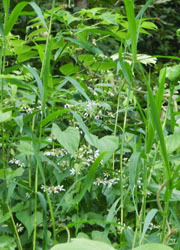 201117_sirayama_g1.jpg