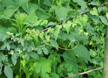 201117_turukusa1.jpg