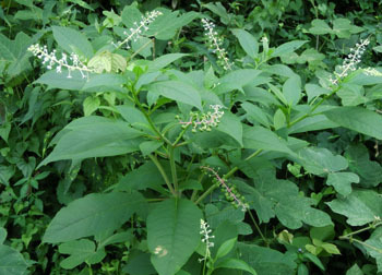 201117_y_yamagobo.jpg