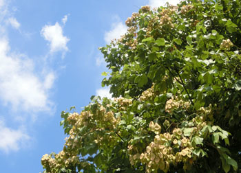 201119_aogiri.jpg