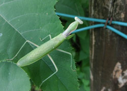 201119_kamakiri.jpg