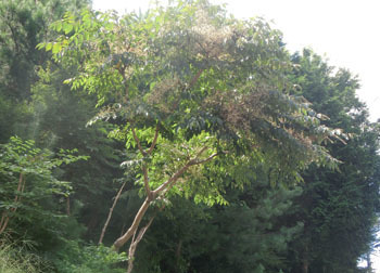 201119_taranoki1.jpg