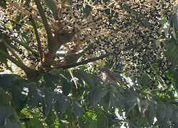 201119_taranoki2.jpg