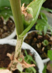 201120_nodake20.jpg