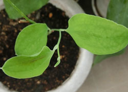 201120_t_siode6.jpg