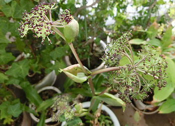 201122_nodake02.jpg