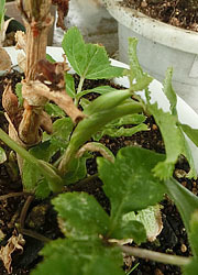 201122_nodake07.jpg