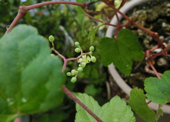 201122_noudo3.jpg