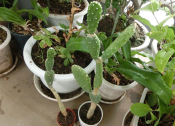 201122_saboten3.jpg