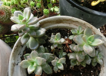 201122_sedum1.jpg