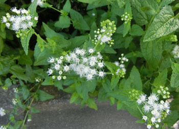 201123_eupatorium2.jpg