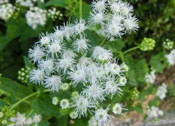 201123_eupatorium3.jpg