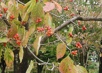 201123_h_mizuki2.jpg
