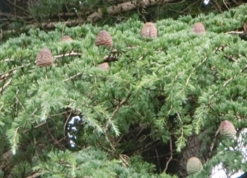 201123_himaraya_s2.jpg