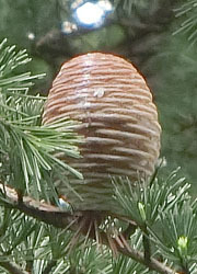 201123_himaraya_s3.jpg