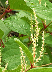 201123_itadori2.jpg