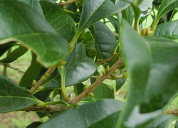 201123_k_mokusei.jpg
