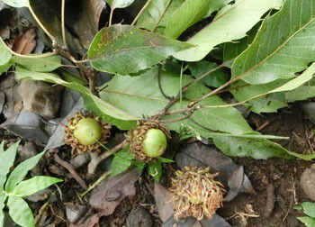 201123_kunugi.jpg