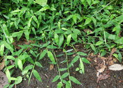 201124_asiboso2.jpg