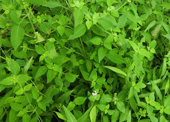 201124_inukoju1.jpg