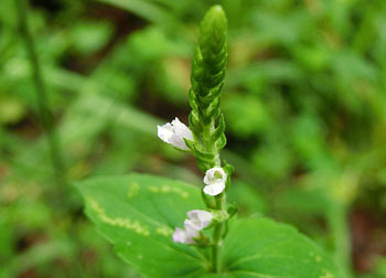 201124_inukoju2.jpg