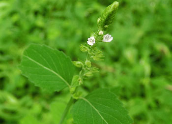 201124_inukoju3.jpg