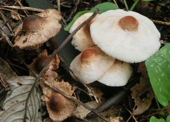 201124_kinoko3.jpg