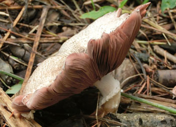 201124_kinoko4.jpg