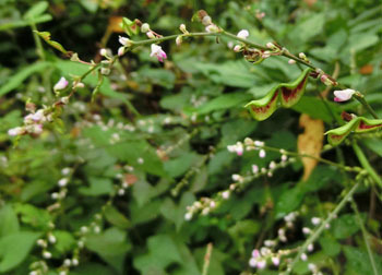 201124_nusubito_h2.jpg