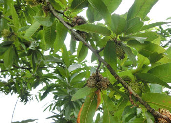 201125_kunugi1.jpg