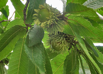 201125_kunugi2.jpg