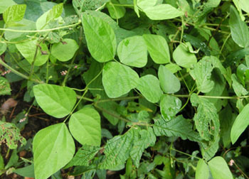 201125_yabumame.jpg