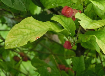 201202_mayumi4.jpg