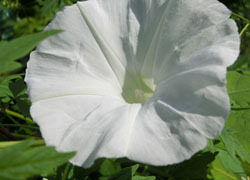 201220_asagao2.jpg