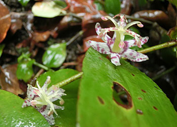 201227_yamajino_h4.jpg