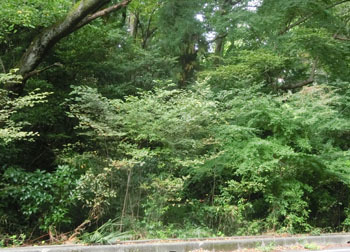 201229_iroha_k.jpg