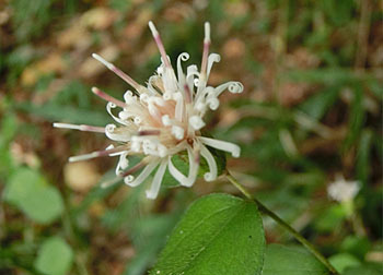 201229_koyaboki7.jpg